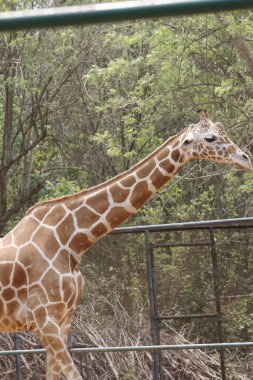 Görkemli fotoğrafı bir zürafayı doğal bozkırında dimdik ayakta yakalar. Zürafanın uzun boynu ve belirgin desenli paltosu engin, açık araziye karşı güzelce vurgulanmış, zarafetini ve zarafetini sergiliyor..