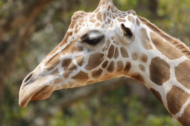 Görkemli fotoğrafı bir zürafayı doğal bozkırında dimdik ayakta yakalar. Zürafanın uzun boynu ve belirgin desenli paltosu engin, açık araziye karşı güzelce vurgulanmış, zarafetini ve zarafetini sergiliyor..