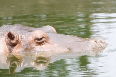 Bu büyüleyici fotoğrafta kısmen suya batmış bir su aygırı, devasa kafası ve kulakları yüzeyin üstüne bakan bir su aygırı görülüyor. Sakin su ve doğal çevre bu muhteşem hayvanın gücünü ve varlığını vurguluyor..