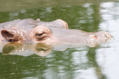 Bu büyüleyici fotoğrafta kısmen suya batmış bir su aygırı, devasa kafası ve kulakları yüzeyin üstüne bakan bir su aygırı görülüyor. Sakin su ve doğal çevre bu muhteşem hayvanın gücünü ve varlığını vurguluyor..