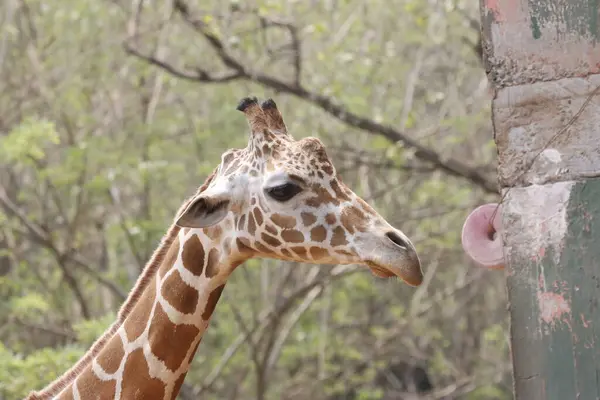 stock image his majestic photograph captures a giraffe standing tall in its natural savanna habitat. The giraffe's long neck and distinctive patterned coat are beautifully highlighted against the vast, open landscape, showcasing its elegance and grace.