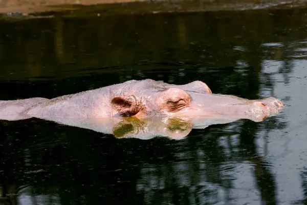 stock image This captivating photograph showcases a hippopotamus partially submerged in water, with its massive head and ears peeking above the surface. The calm water and natural surroundings highlight the strength and presence of this magnificent animal.