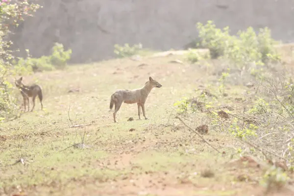 Bu çarpıcı fotoğraf, doğal ortamında ayakta duran bir Kızılderili Çakalı 'nı yakalıyor. Çakalın parlak kürkü ve keskin gözleri, çevikliğini ve zarafetini gösteren vahşi doğanın arka planına güzelce vurgulanmıştır..