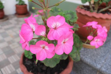 Bir otelin dışındaki saksıda gül sardunyası bitkisi.