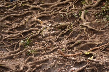 Roots shown outside the mud like nurve coming out clipart