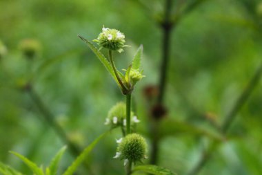 Tazelik ve kırılganlıkla çiçek açan pembe kır çiçeği yeşil yapraklı narin pembe çiçek başı doğanın güzelliğini ve büyümesini kutluyor..