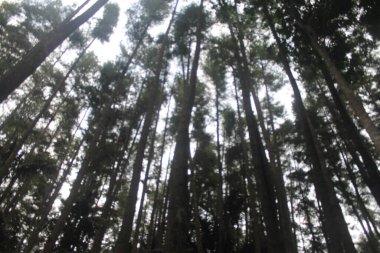 Ormandaki çam ağaçları.