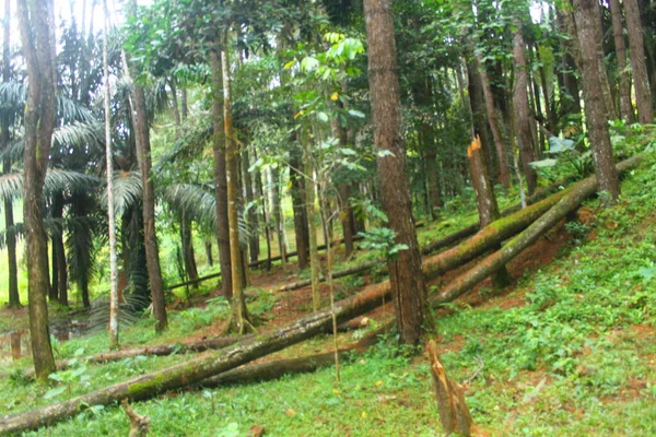 Hutan Hijau Hutan — Stok Foto