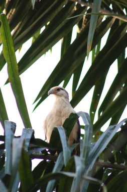 Ağaçtaki kartal yaprakların arasında