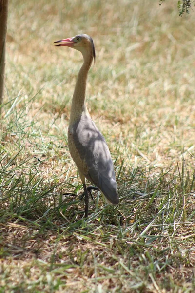 エキゾチックな鳥が草の上を歩く — ストック写真