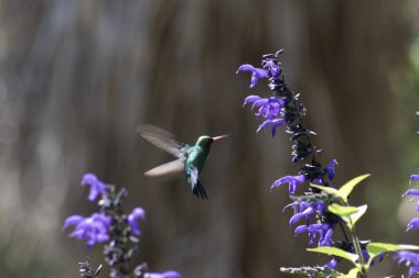 Colibri en el jardn Botanico de Buenos Aires Arjantin