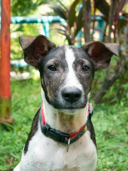 Melez bir köpek kameraya bakıyor..