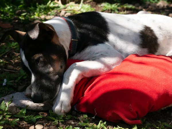 A mongrel dog bites a pillow.