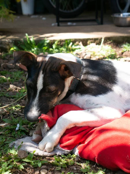 A mongrel dog bites a pillow.