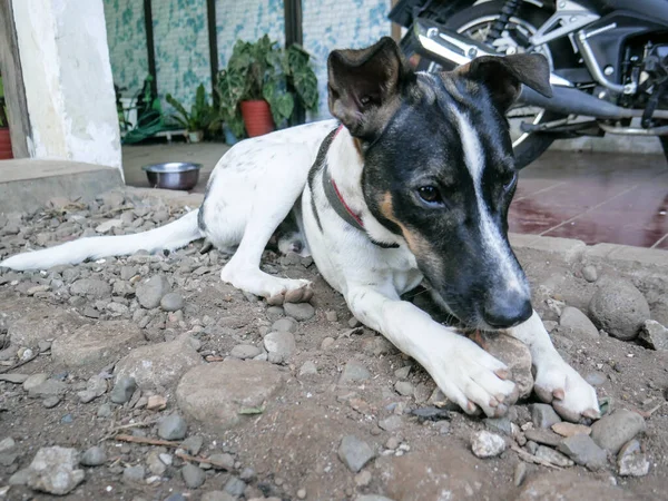 A mongrel dog bites a rock at the house yard.