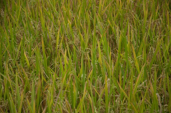 Ricefield 'ı hasat etmeye hazır görünüm.