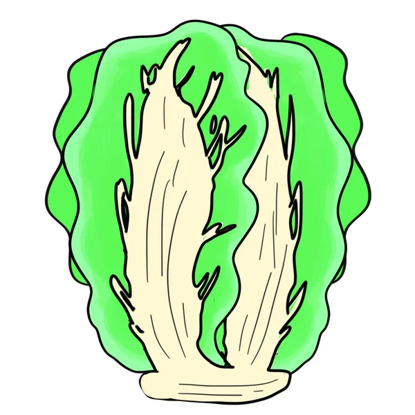 Kapusta Chińska Jest Popularnym Warzywem Które Może Być Używane Sałatek — Zdjęcie stockowe