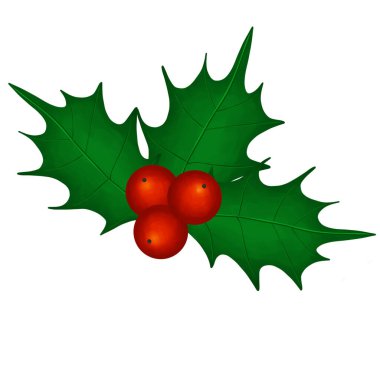 Holly, ağaç, çalı, yeşil yapraklar, kırmızı meyveler Noel mevsiminde süslemek için popülerdir..