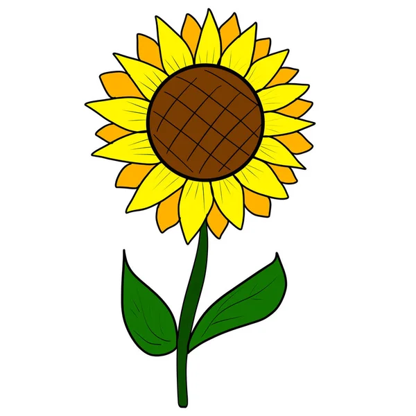 Sunflowers Placed White Background — Stock Photo, Image