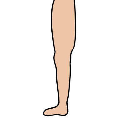 Vücudun bacak organı.