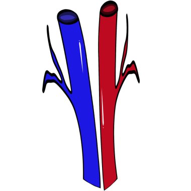 Kan damarları vücuttaki önemli organlara kan taşır..