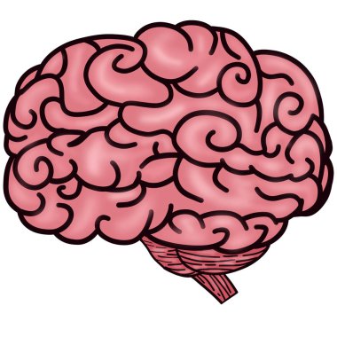 Beyin hareket, davranış ve homeostazın kontrol ve yönlendirilmesinden sorumludur..