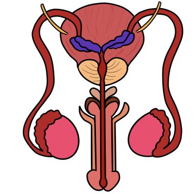 Erkek üreme sistemi erkek üreme hücrelerinin ya da spermatozoanın oluşturulmasıdır. (spermatozoa) yumurtaları döllemek için kullanılır