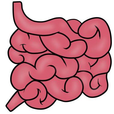 İnce bağırsak karbonhidratları, proteinleri ve yağları sindirmekten sorumludur..