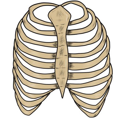 Beyaz arka planda kaburga kemikleri