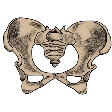 Pelvic bones on a white background clipart