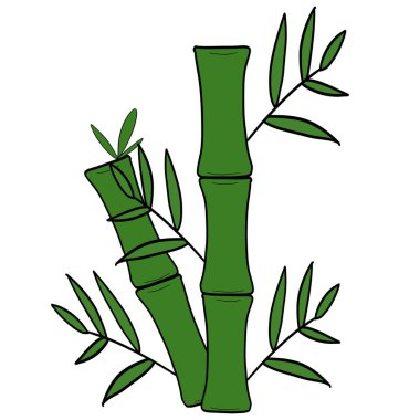 Beyaz arkaplanda yeşil bambu korusu