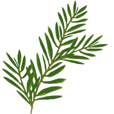 Beyaz arkaplana yerleştirilmiş biberiye yaprakları