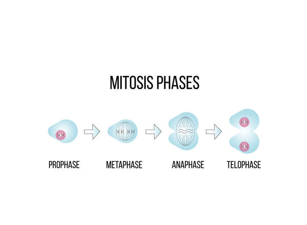Scientific Designing of Meiosis Phases. Germ Cell Division Process. Colorful Symbols. Vector Illustration.