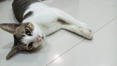 Ahşap arka planda sevimli bir ifadesi olan gri beyaz kedi.