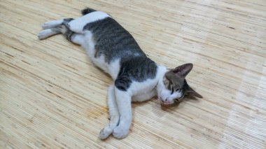 Ahşap arka planda sevimli bir ifadesi olan gri beyaz kedi.