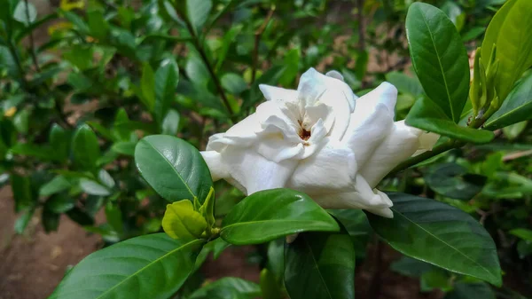Krásné Bílé Květy Pozadí Zelených Listů Skvělé Pro Domácí Sbírky — Stock fotografie