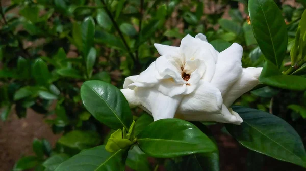 Gyönyörű Fehér Virágok Ellen Háttér Zöld Levelek Nagy Részére Home — Stock Fotó