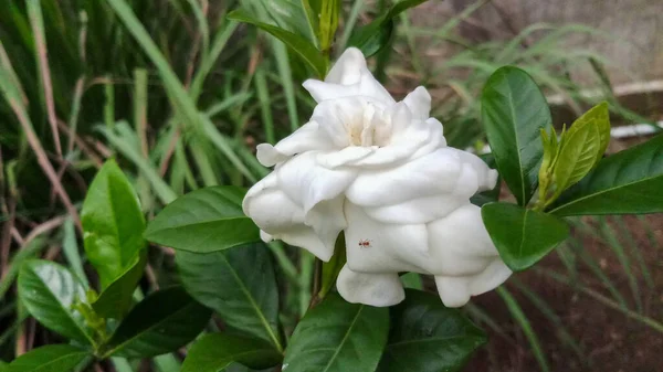 Krásné Bílé Květy Pozadí Zelených Listů Skvělé Pro Domácí Sbírky — Stock fotografie