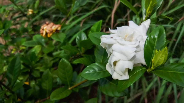 Belles Fleurs Blanches Sur Fond Feuilles Vertes Grandes Pour Maison — Photo