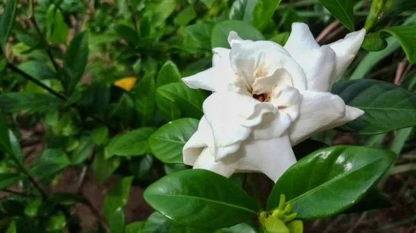 Piękne Białe Kwiaty Tle Zielonych Liści Wielki Dla Strona Główna — Zdjęcie stockowe