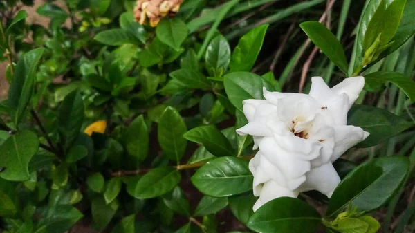 在绿叶的背景下美丽的白花非常适合家庭植物的采集 — 图库照片