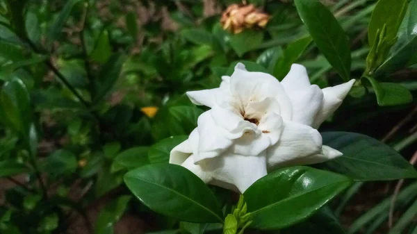 Hermosas Flores Blancas Contra Fondo Hojas Verdes Grandes Para Colecciones —  Fotos de Stock