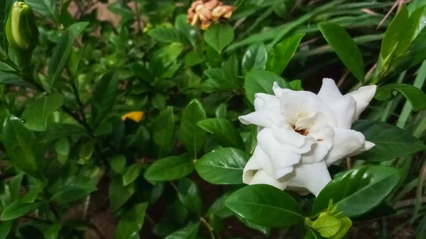 在绿叶的背景下美丽的白花非常适合家庭植物的采集 — 图库照片