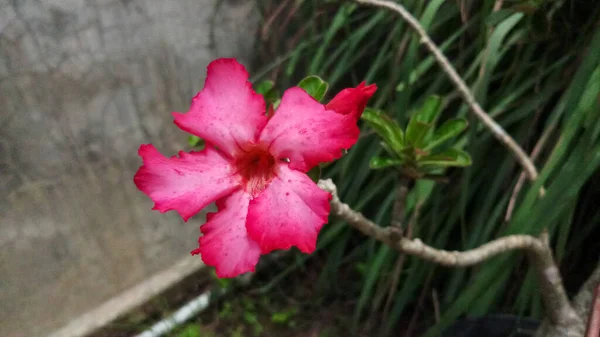 Piękna Róża Pustynna Zielonymi Liśćmi Świetnie Nadaje Się Roślin Domowych — Zdjęcie stockowe
