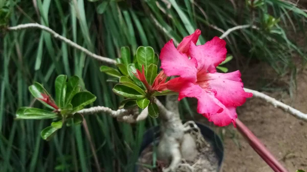 Hermosa Rosa Del Desierto Con Hojas Verdes Grandes Para Las — Foto de Stock