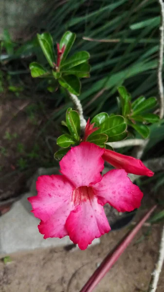 Piękna Róża Pustynna Zielonymi Liśćmi Świetnie Nadaje Się Roślin Domowych — Zdjęcie stockowe