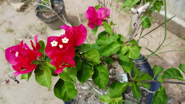 白と赤ブーゲンビリアや紙の花やブーゲンビリアやブーゲンビリア 小さな観賞用植物の花と一般的にカラフルな — ストック写真