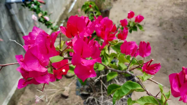红花或纸花或白花或白花 小型观赏植物花 色彩艳丽 — 图库照片