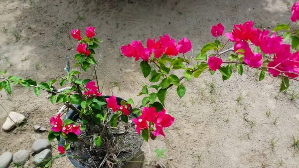 白と赤ブーゲンビリアや紙の花やブーゲンビリアやブーゲンビリア 小さな観賞用植物の花と一般的にカラフルな — ストック写真