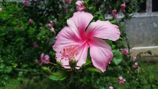 Pink Hibiscus Flowers Background Trees Leaves — Stock Photo, Image